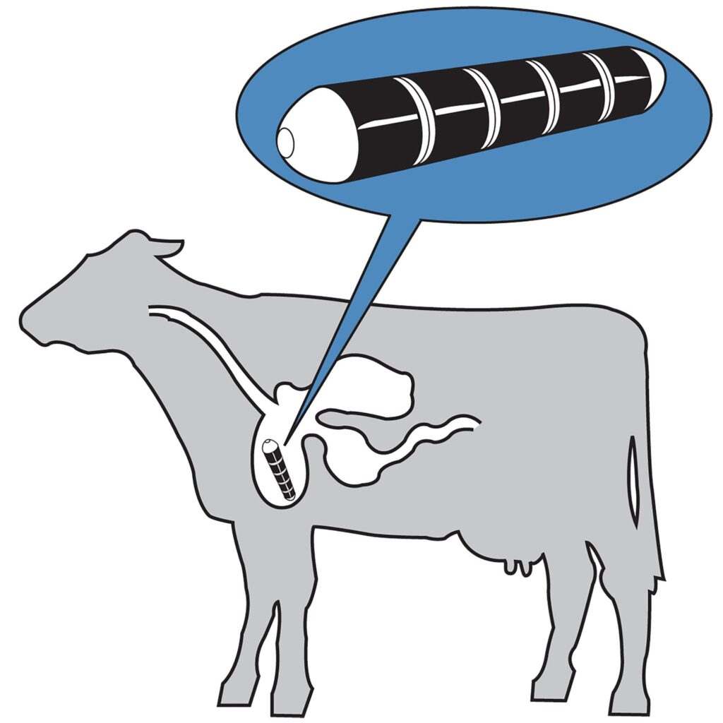 Diagrama mostrando um ímã de vaca atraindo objetos metálicos afiados para o estômago do gado