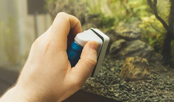 Neodymium Magnets are Used in Aquarium and Saltwater
